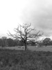 Tree i